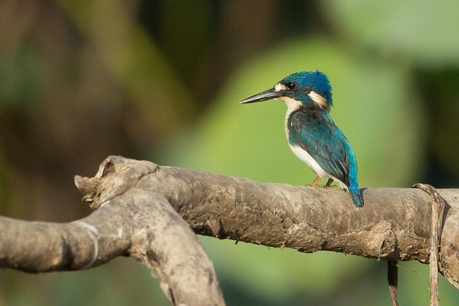 1 Day Corroboree Billabong Wetland Experience including 2.5 hour cruise + lunch - Key highlights at a glance