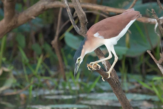 1 Day Corroboree Billabong Wetland Experience including 2.5 hour cruise + lunch - The 2.5-hour Corroboree Billabong cruise, shade boat, and real wildlife odds