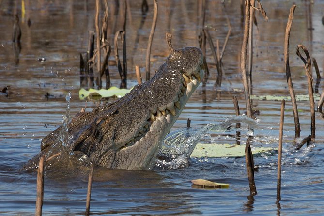 1 Day Corroboree Billabong Wetland Experience including 2.5 hour cruise + lunch - Lunch on board: picnic comfort with cold water all day