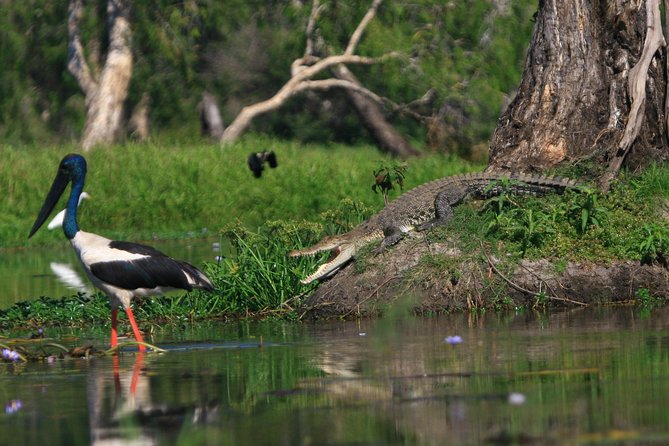 1 Day Corroboree Billabong Wetland Experience including 2.5 hour cruise + lunch - What to bring (and what to do) to maximize your sightings