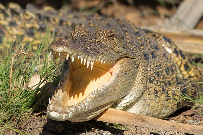 1 Day Corroboree Billabong Wetland Experience including 2.5 hour cruise + lunch - Getting there: pickup, coach ride, and a small-group pace