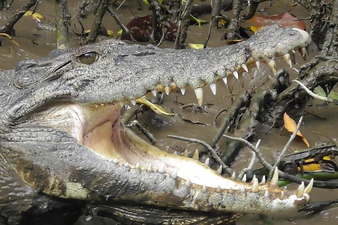 1-Hour Daintree River wildlife cruise - Crocodile spotting expectations, plus the birds you might not be hunting