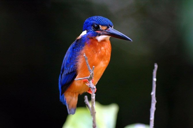 1-Hour Daintree River wildlife cruise - Refreshments and tour style: morning, lunch, or afternoon extras