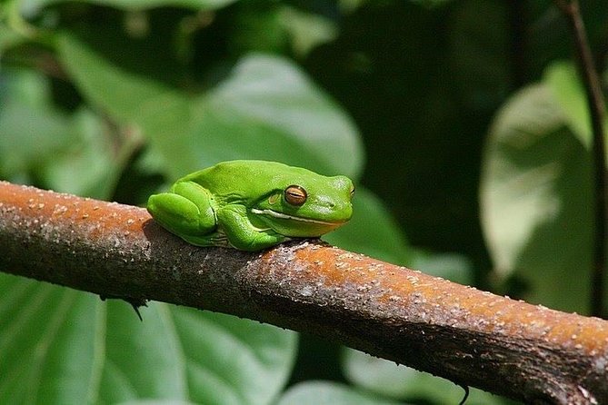 1-Hour Daintree River wildlife cruise - Should you book this 1-hour Daintree River wildlife cruise?
