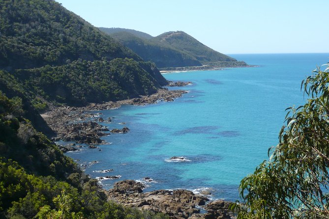 3-Day Adelaide to Melbourne Tour Including the Great Ocean Road - Mait’s Rest rainforest walk, Kennett River koalas, Geelong, and rolling into Melbourne: Day 3