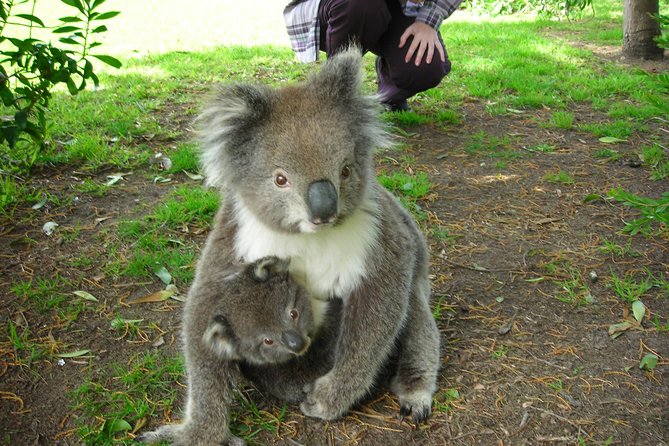 3-Day Adelaide to Melbourne Tour Including the Great Ocean Road - FAQ