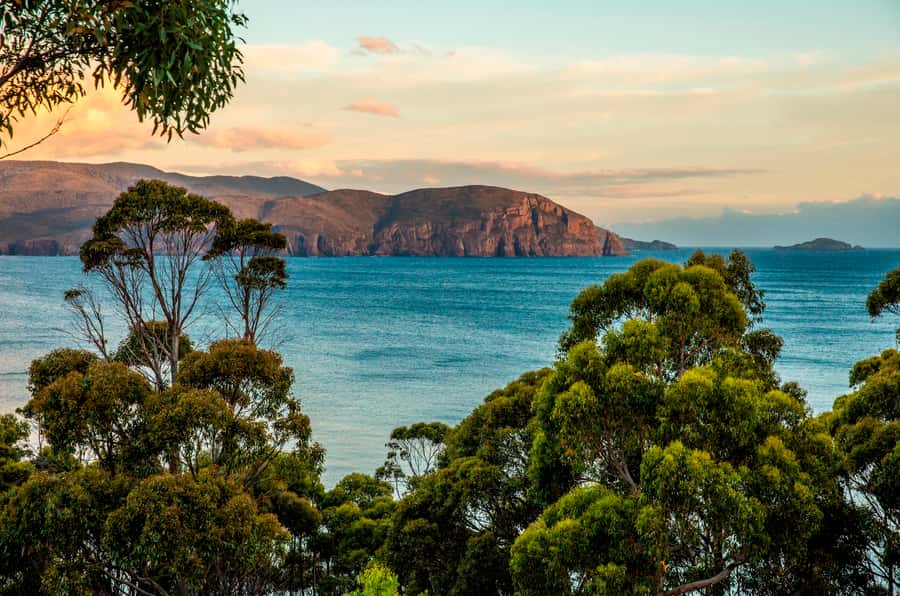 3D Tasmanian Highlights: Hobart, Port Arthur & Bruny Island - Bonorong Wildlife Sanctuary: Meeting Tasmanian Native Animals Close Up
