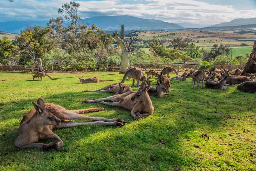 3D Tasmanian Highlights: Hobart, Port Arthur & Bruny Island - The Small Things That Make This Tour Feel Easier
