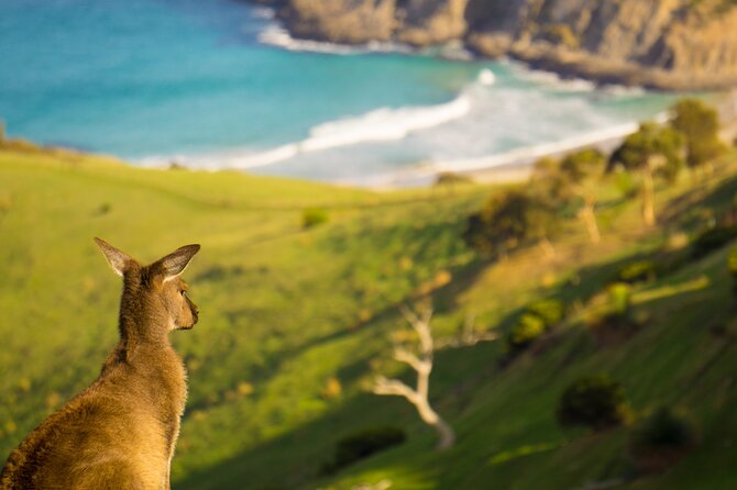 4 Days Private Walking Tour in South Australia - Tapanappa Ridge and the 180-degree view payoff