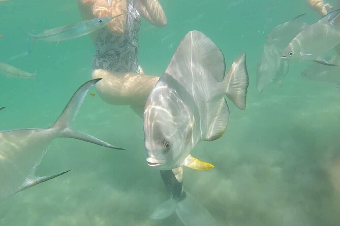 4H Snorkeling and Fishing Cruise on Magnetic Island - A half-day cruise that actually combines two priorities