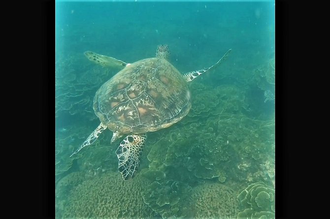 4H Snorkeling and Fishing Cruise on Magnetic Island - Snorkeling at Florence Bay and Arthur Bay, plus what makes the reef worth it