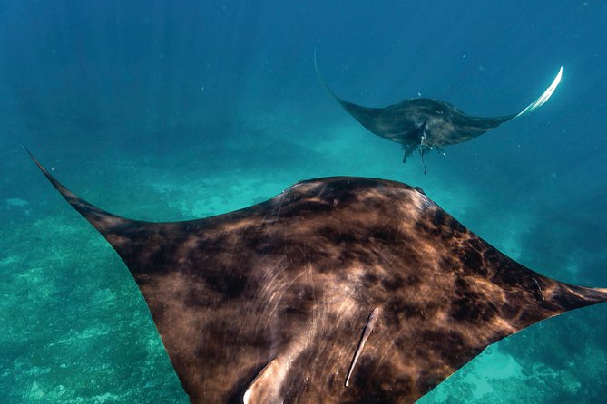 7-Day Exmouth Explorer via Pinnacles Monkey Mia Ningaloo Reef returning to Perth - Key takeaways before you book