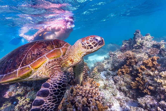 7-Day Exmouth Explorer via Pinnacles Monkey Mia Ningaloo Reef returning to Perth - Coral Bay and Ningaloo Reef: beach time plus manta-ray options