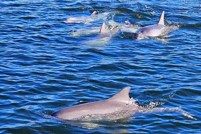 90 Minute Port River Dolphin & Ships Graveyard Cruise - Where you meet, and how the cruise actually starts