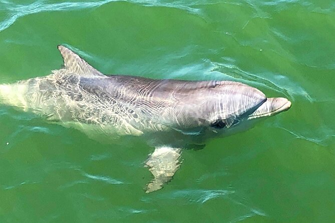 90 Minute Port River Dolphin & Ships Graveyard Cruise - Value and what to bring for a smoother day on the water