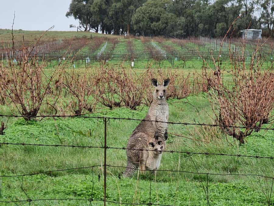 A Clare Valley pickup: Wine and Heritage Tour with a Local. - What you pay for, and what to expect with tasting fees and purchases