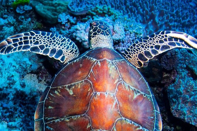 ABC Reef Safaris - Quick reasons ABC Reef Safaris is worth a look
