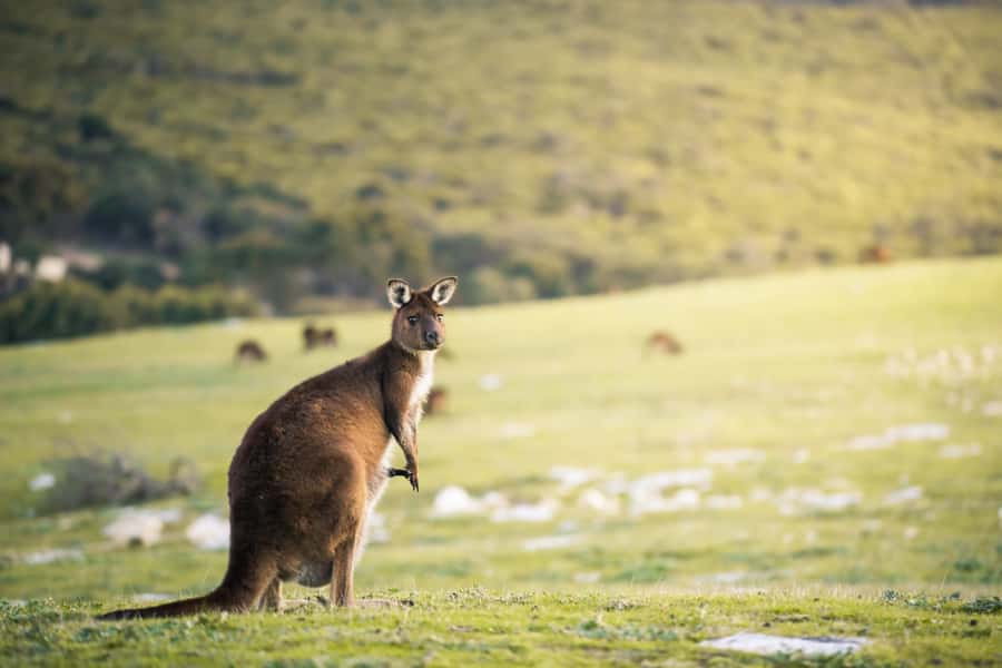 Adelaide: 3-Day Kangaroo Island Adventure Tour with Camping - Guides, pacing, and group energy you will feel quickly