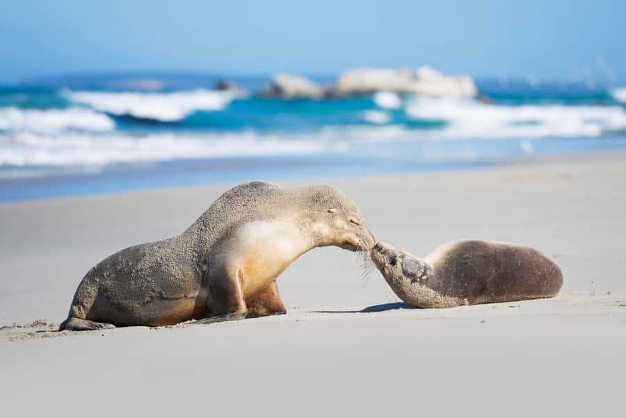 Adelaide: 3-Day Kangaroo Island Adventure Tour with Camping - Day 1: Cape Jervis ferry, marine options, honey and oils, then swags at Happiness