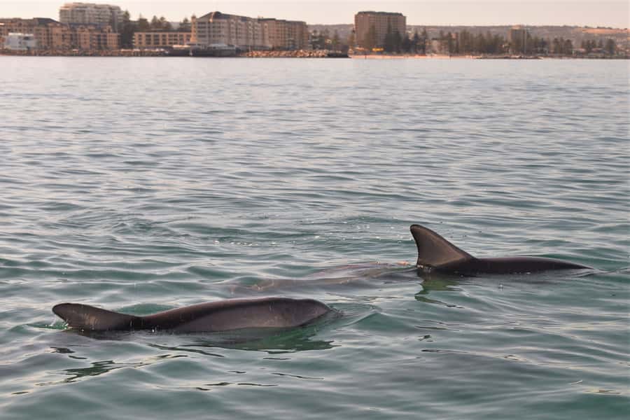 Adelaide: 4-Hour Guaranteed Wild Dolphin Watching Cruise - Price and value: is $63 a good deal for Adelaide dolphin watching?