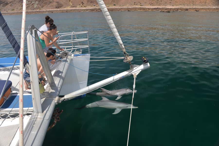 Adelaide: 4-Hour Guaranteed Wild Dolphin Watching Cruise - The money-back guarantee: why it changes the value of the day