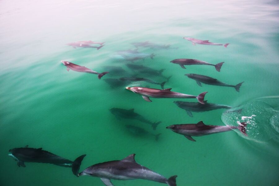 Adelaide: 4-Hour Guaranteed Wild Dolphin Watching Cruise - The swim-with-dolphins option: fun if you want to be in the water