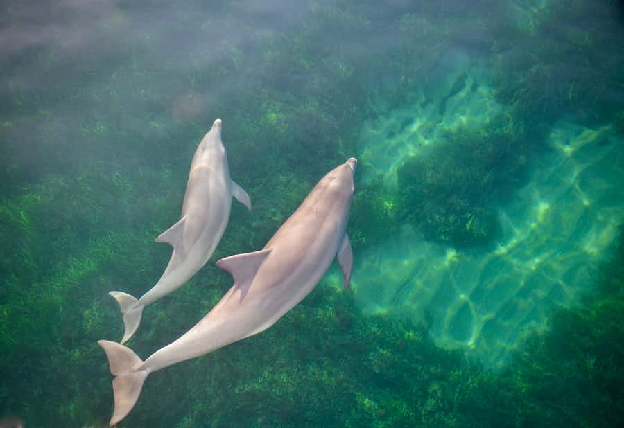 Adelaide: 4-Hour Guaranteed Wild Dolphin Watching Cruise - Coastal views and the easiest post-cruise plans at Holdfast Shores