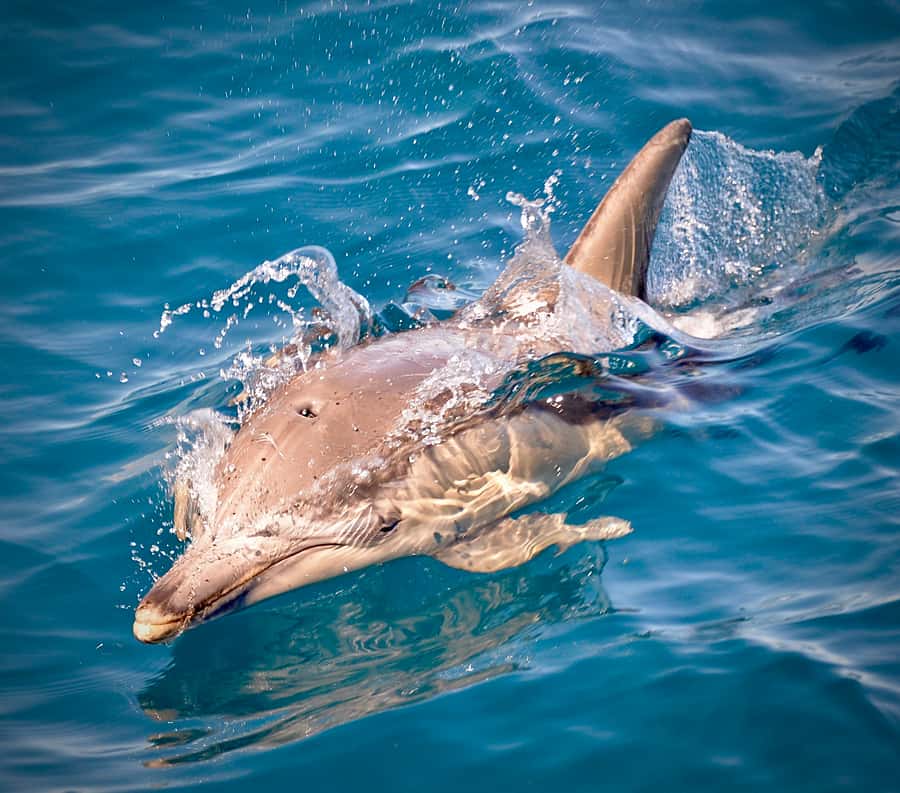 Adelaide: 4-Hour Guaranteed Wild Dolphin Watching Cruise - What to bring on board, and what to leave behind