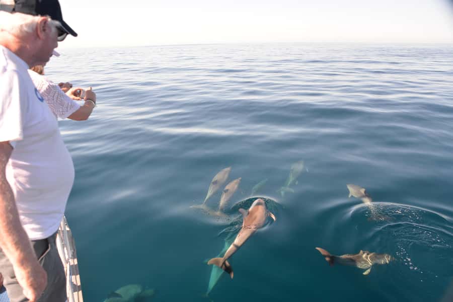 Adelaide: 4-Hour Guaranteed Wild Dolphin Watching Cruise - Marina Pier logistics: where you meet and why it matters