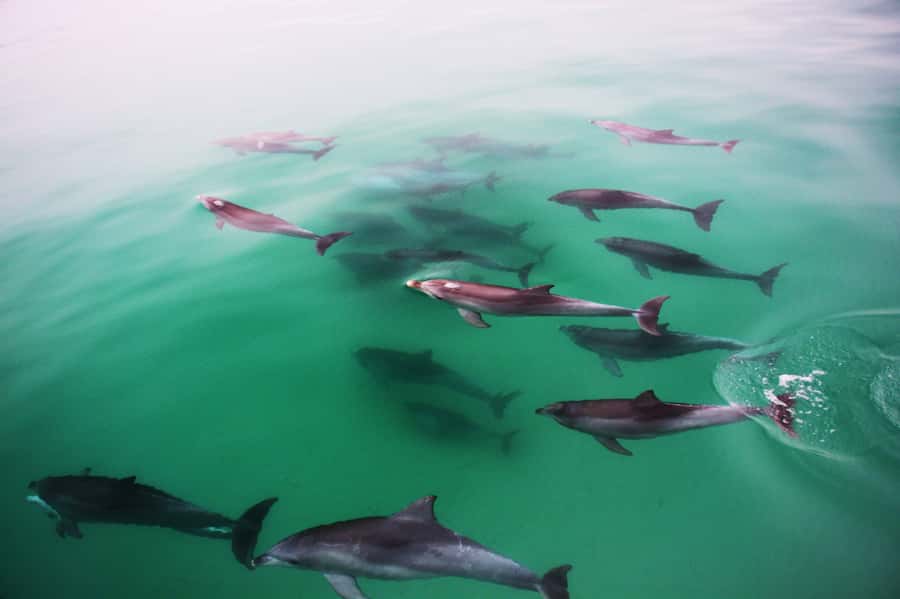 Adelaide: 4-Hour Swimming with Dolphins Experience - Key highlights you should care about
