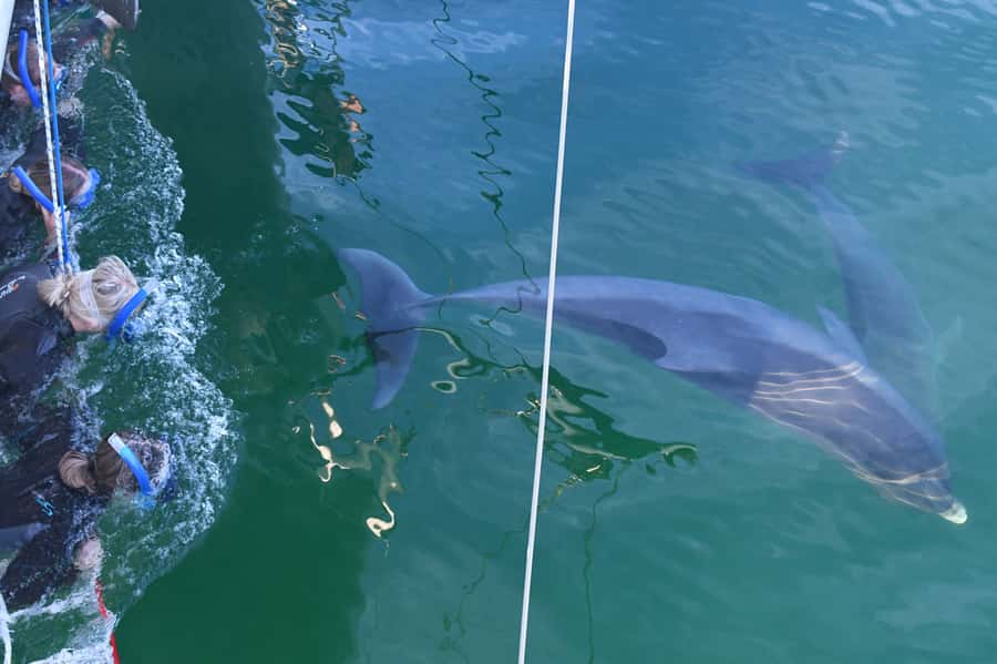 Adelaide: 4-Hour Swimming with Dolphins Experience - From Glenelg’s Marina Pier to the Temptation catamaran ride