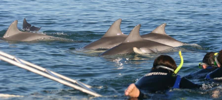 Adelaide: 4-Hour Swimming with Dolphins Experience - Wild dolphins first, ethics always, and why the crew leaves them alone