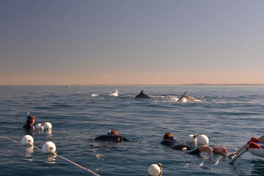Adelaide: 4-Hour Swimming with Dolphins Experience - Coastal spotting time and what you’ll see from above