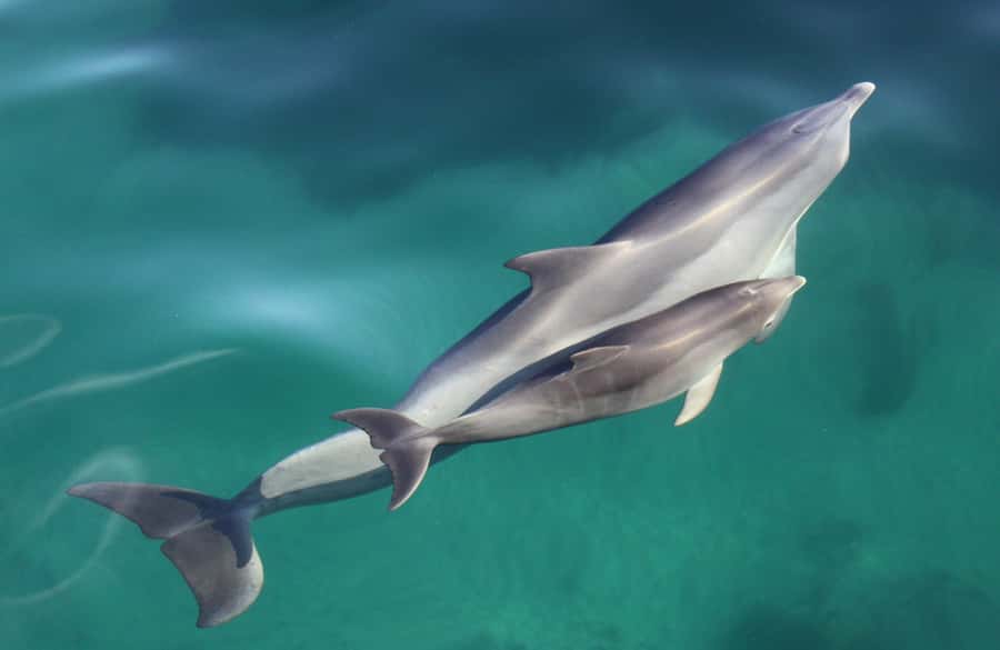Adelaide: 4-Hour Swimming with Dolphins Experience - The marine biologists on board, and the facts you can actually use