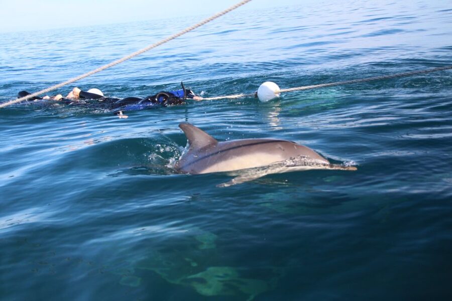 Adelaide: 4-Hour Swimming with Dolphins Experience - Who should book this, and who should skip it