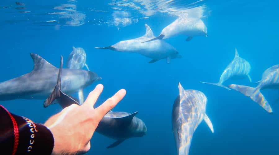 Adelaide: 4-Hour Swimming with Dolphins Experience - Snorkel gear and how the dolphin swim is set up