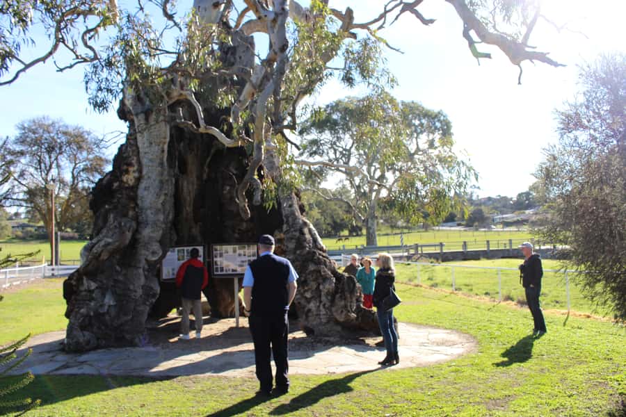 Adelaide: Barossa and Adelaide Hills Tour with Lunch - Springton stop: the Herbig Family Tree story in minutes