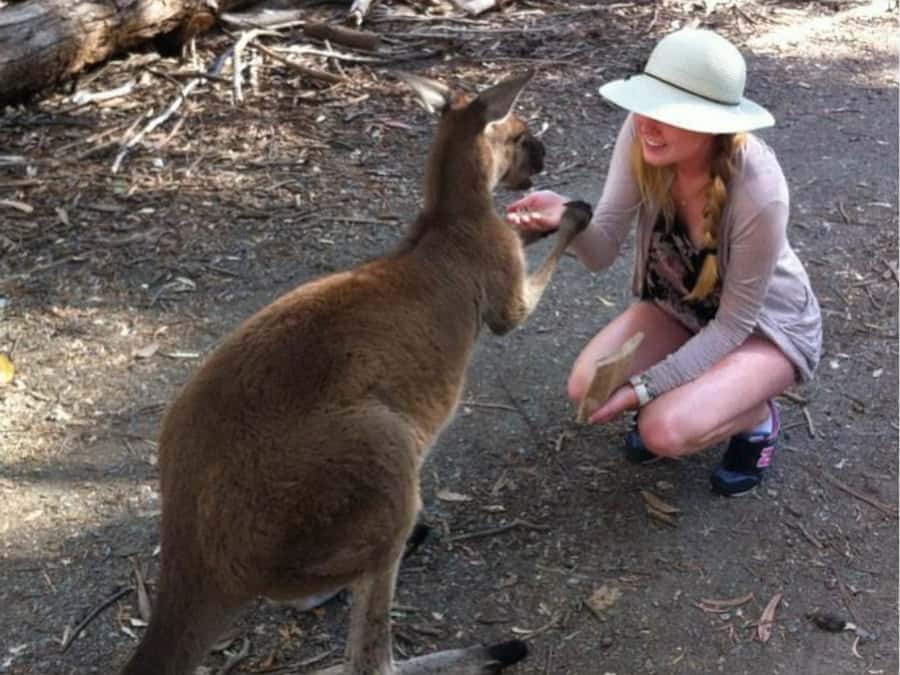 Adelaide: Barossa Day Out: Wines, Brewery, Chocolate & Lunch - Mengler Hill Lookout and Tanunda, where the day turns local