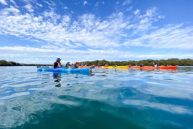 Adelaide Dolphin Sanctuary and Ships Graveyard Kayak Tour - Adventure Kayaking SA: your kayaking lesson and safety basics