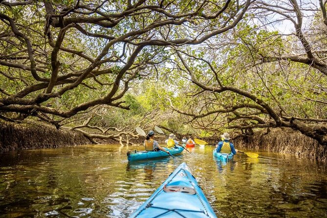 Adelaide Dolphin Sanctuary and Ships Graveyard Kayak Tour - What to bring (and what you can skip)
