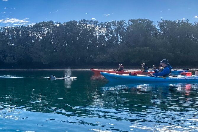 Adelaide Dolphin Sanctuary and Ships Graveyard Kayak Tour - Price and what $55.94 really buys you