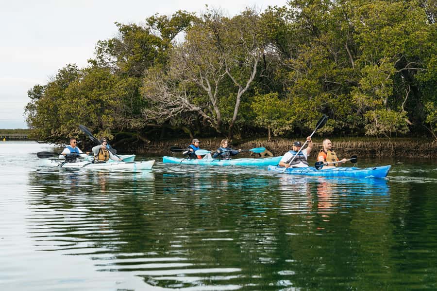 Adelaide: Dolphin Sanctuary Eco Kayaking Tour - Paddle the mangroves: why these creeks support dolphins