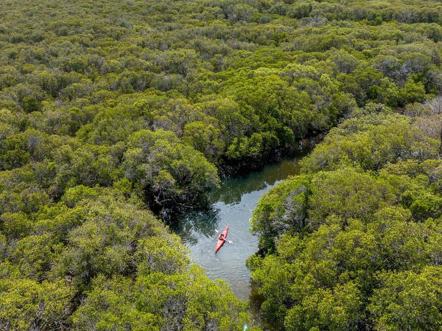 Adelaide: Dolphin Sanctuary Mangroves Kayak Tour - Kayaking the mangrove creeks: how the dolphin search really works
