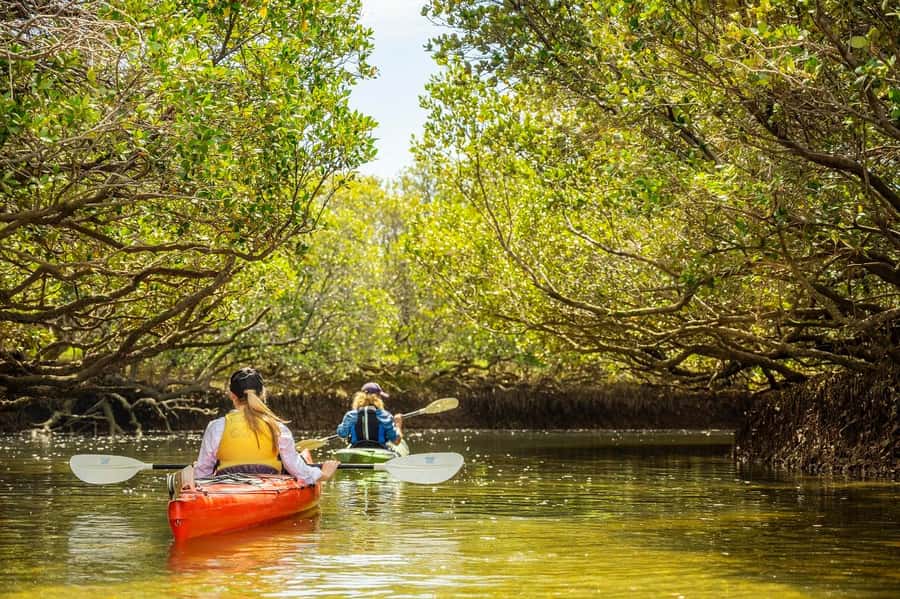 Adelaide: Dolphin Sanctuary Mangroves Kayak Tour - What to bring and what not to wear: your checklist for a smooth trip