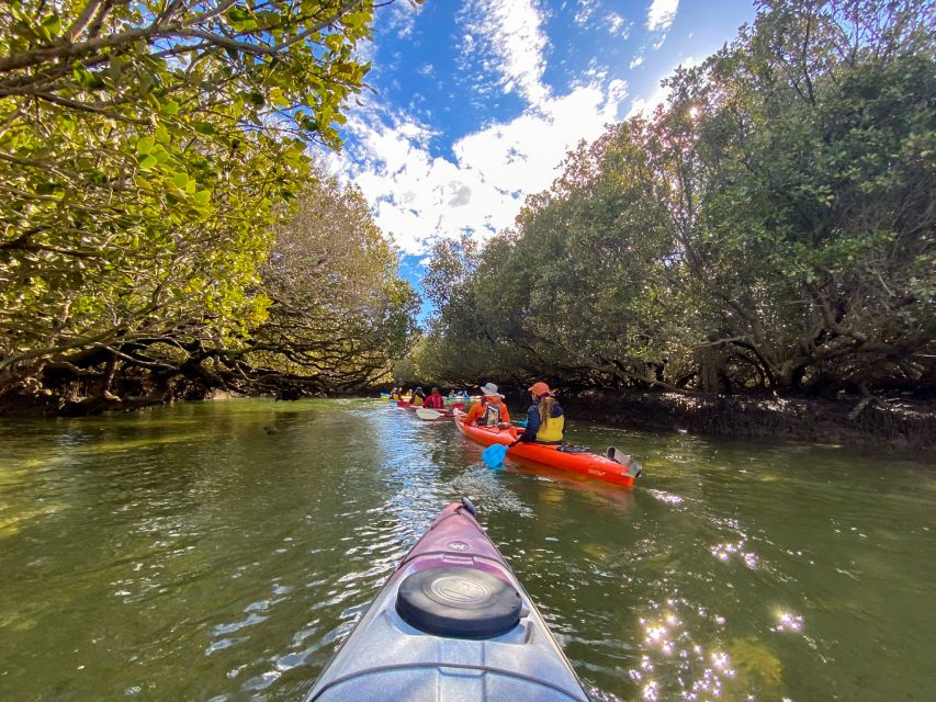 Adelaide: Dolphin Sanctuary Mangroves Kayak Tour - Should you book this Adelaide Dolphin Sanctuary kayak tour?