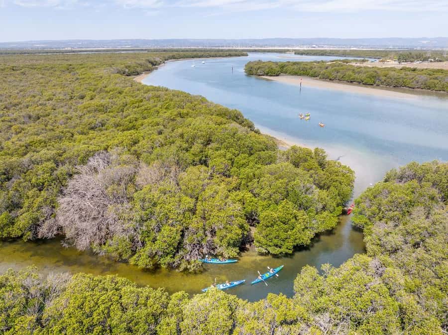 Adelaide: Dolphin Sanctuary Single or Double Kayak Rental - The 2-Hour Paddle Plan in Plain Terms