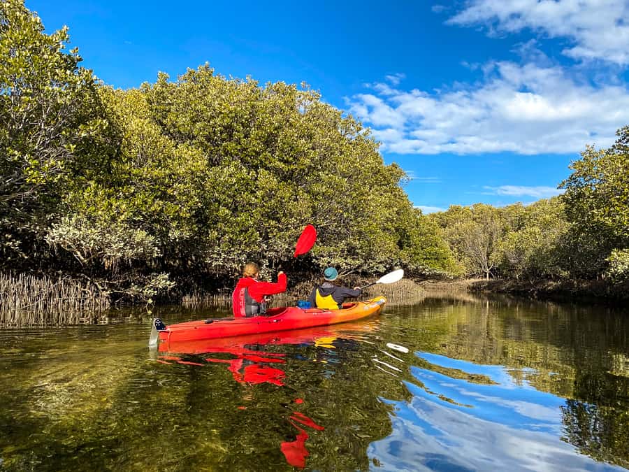 Adelaide: Dolphin Sanctuary Single or Double Kayak Rental - Mangroves Up Close: What the Kayaking Feels Like