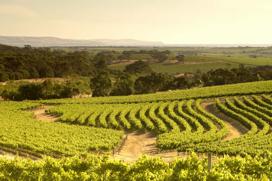 Adelaide: Half-day McLaren Vale & Glenelg Wine Tasting Tour - Should You Book This Tour?