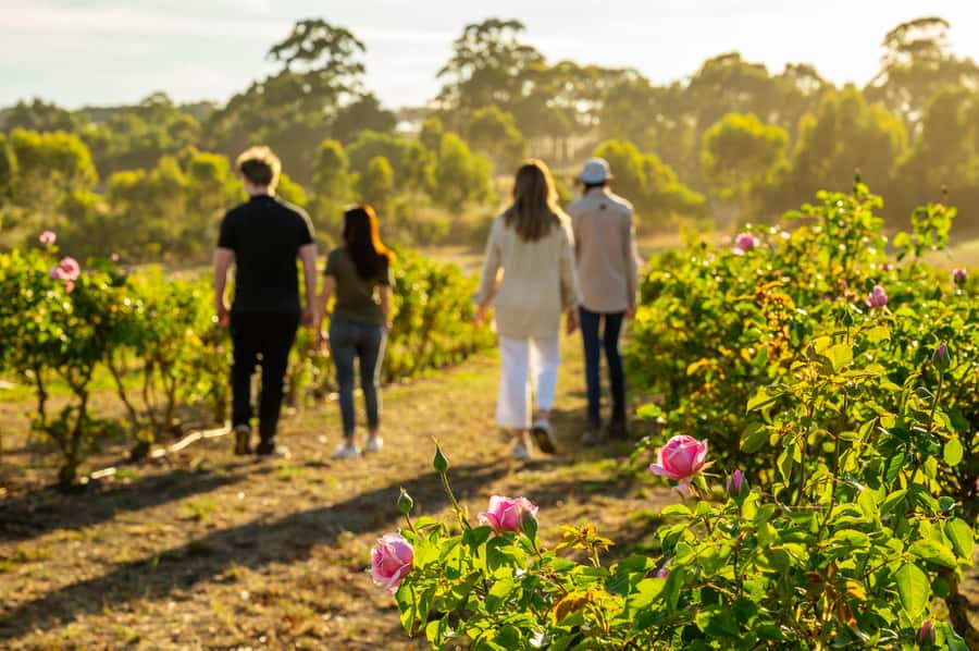 Adelaide Hills: Jurlique Farm Tour - Ninety minutes of biodynamic farming, step by step