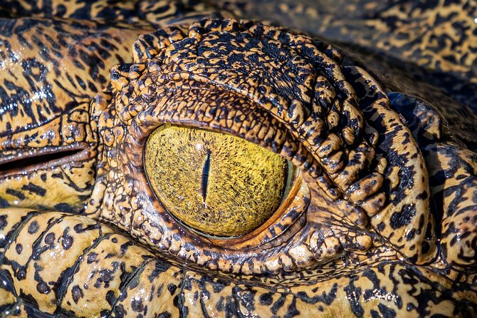 Adelaide River Cruises - Jumping Crocodile Experience - What makes seeing 6-meter saltwater crocodiles feel different